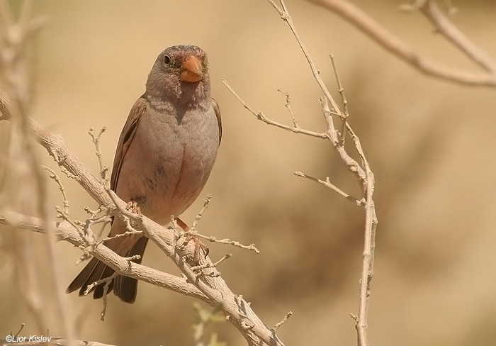 Trumpeter Finch  Bucanetes githagineus  , Arava valley, 18-03-09 Lior Kislev